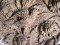 Sandstone sculptures - Bird bas relief